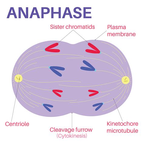 what happens in anaphase|how does anaphase work.